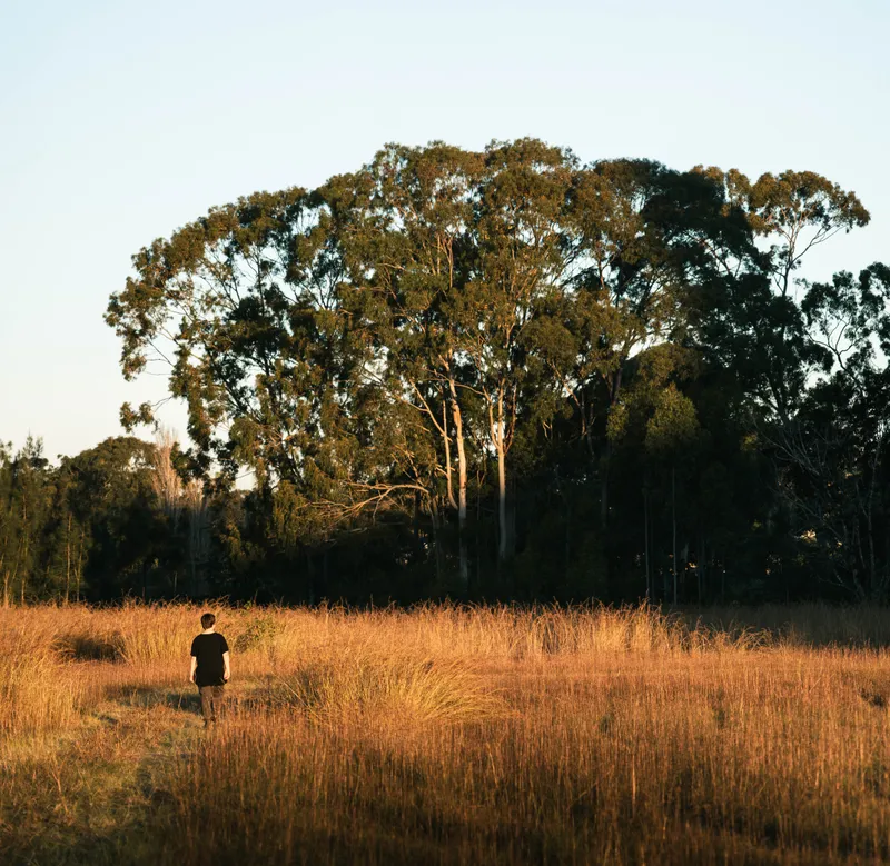 Golden grass — landscape photography by Blake Zajac
